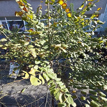 Cumbali 27 Apartament *